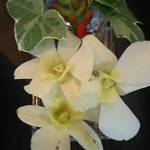 中国レストラン 雪園 - 