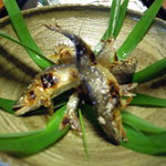 比良山荘 - 11.7.6　二回目の鮎塩焼き