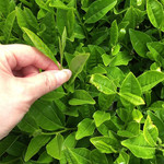 かぶせ茶カフェ - 