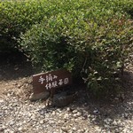 かぶせ茶カフェ - 