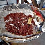 まめ家 - サンショウの実が販売されていました