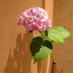 くろぎ - 水無月