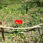 山のごはんよもぎ - 敷地内に咲いてた可愛いお花 ପ(⑅ˊᵕˋ⑅)ଓ