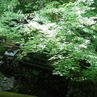 菊乃井 本店 - 二階からの眺め…若紅葉がなんとも光に映える