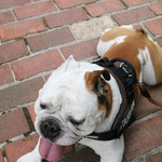 リトル ランカ - 