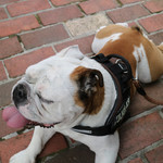 リトル ランカ - 