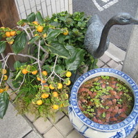巽蕎麦 志ま平 - 季節を感じさせる玄関脇のマメガキ？