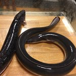 鰻はし本 - 森の大うなぎと横山さんの鰻