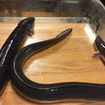 鰻はし本 - 森の大うなぎと横山さんの鰻