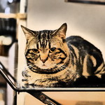 久遠の空 - むーにゃん（マンチカン）※ミミズクの福ちゃんは先月☆になったそう。。