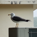 中華そば処 琴平荘 - 