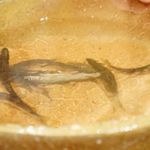 銀座 しのはら - 琵琶湖の稚鮎