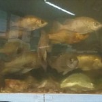 千石寿司 - お店のイケス