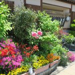 青葉 直利庵 - 綺麗な花です