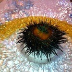 ラ・グランターブル ドゥ キタムラ - 201107（冷前菜）北海道産イガ雲丹と南瓜のムースコンソメゼリー寄せキャビアを飾って　お好みでカナッペにも