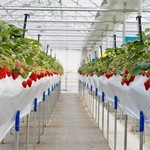 冬いちご食べ放題（シニア）