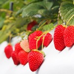 冬いちご食べ放題（大人）