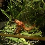 龍吟 - 泳がし鮎の炭火焼　涼しげな演出！