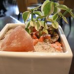 Wattle Tokyo - テーブルにあった塩＆観葉植物