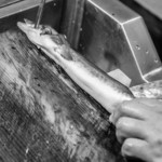 うを徳 - 肥後天草（ひごあまくさ）鰻（むなぎ）、百八十七匁（≒700g）