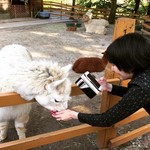 不二家 - アルパカ餌付け中