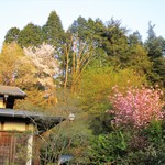 柳家 - 柳家さんの裏山には、綺麗に春の花々が咲き誇っていました。　　　　　2018.04.21