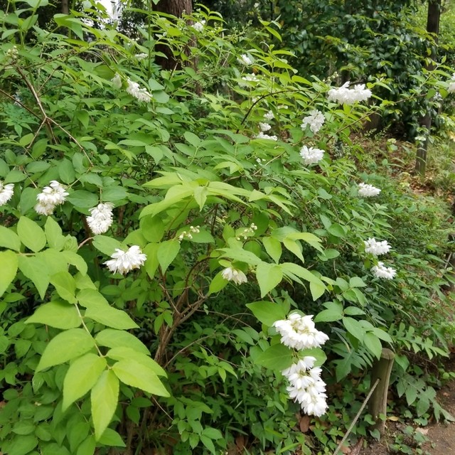 向島百花園のお休み処へ ゚w゚ ノ By 自称独り者グルメ 茶亭さはら 東向島 喫茶店 食べログ 向島百花園のお休み処へ ゚w゚ ノ By 自称独り者グルメ 茶亭さはら 東向島 喫茶店 食べログ