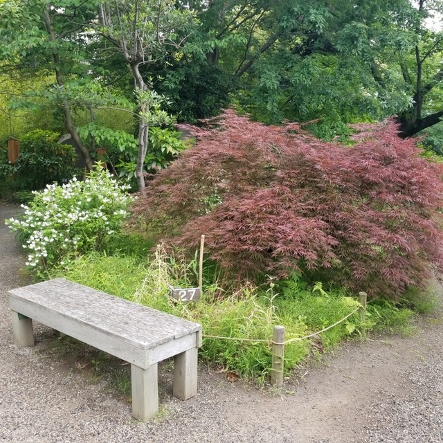 向島百花園のお休み処へ ゚w゚ ノ By 自称独り者グルメ 茶亭さはら 東向島 喫茶店 食べログ 向島百花園のお休み処へ ゚w゚ ノ By 自称独り者グルメ 茶亭さはら 東向島 喫茶店 食べログ
