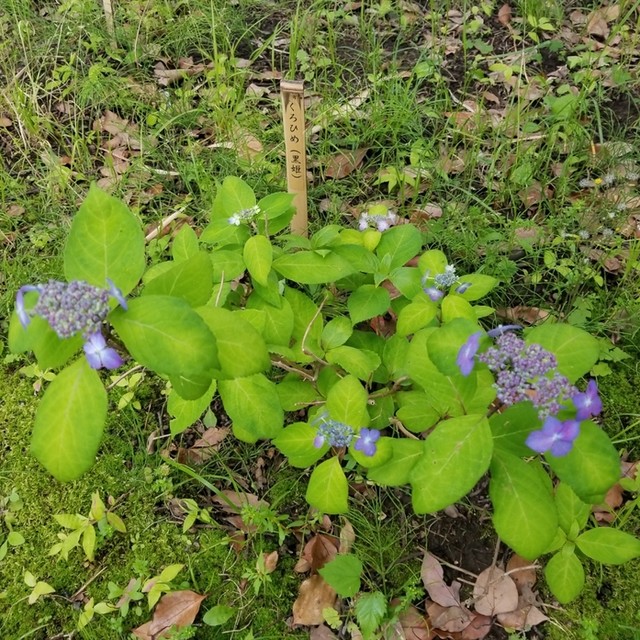 向島百花園のお休み処へ ゚w゚ ノ By 自称独り者グルメ 茶亭さはら 東向島 喫茶店 食べログ 向島百花園のお休み処へ ゚w゚ ノ By 自称独り者グルメ 茶亭さはら 東向島 喫茶店 食べログ