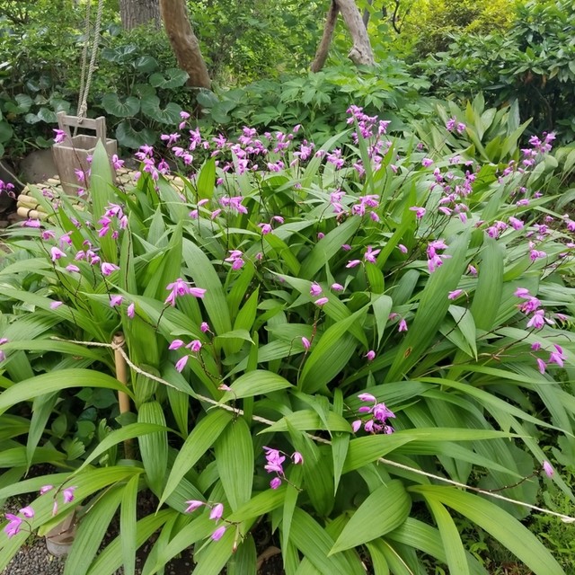 向島百花園のお休み処へ ゚w゚ ノ By 自称独り者グルメ 茶亭さはら 東向島 喫茶店 食べログ 向島百花園のお休み処へ ゚w゚ ノ By 自称独り者グルメ 茶亭さはら 東向島 喫茶店 食べログ