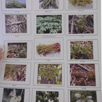 酒の宿 玉城屋 - 山菜一覧