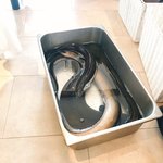 プレゼンテ スギ - 魅せ 活きニュージーランド産大ウナギ