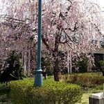 Isamiya - 武家屋敷にはしだれ桜が多くあります。