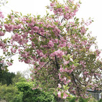 時の宿 すみれ - 