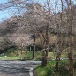 ミッシェル ナカジマ - 窓から見える桜