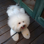 アンティカ オステリア マジカメンテ - テラスはワンちゃんＯＫ〜♬