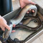 プレゼンテ スギ - 2018.5 オーストラリア産天然鰻