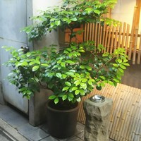 割烹　梅津 - 