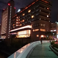 山茶花 - 