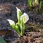 荒磯料理 くまのや - 熊が食べる植物