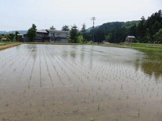 Fukumasu - 