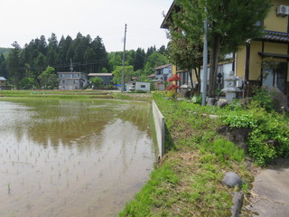 Fukumasu - 