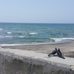 bills - 道路を渡るともう太平洋