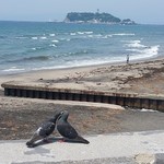 bills - いちゃつく鳩と遠くの江の島