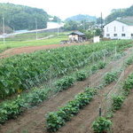 ちゃんこ ごっつ庵 - 実家の農家から野菜を直送