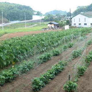 Vegetables are delivered from my family's farm where the air is delicious.