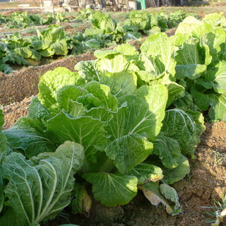 実家の母親が作った野菜がいっぱい入ってます！