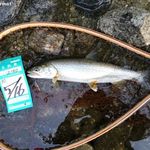 トンカツ 浅井 - レイクトラウト