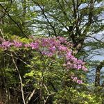 トンカツ 浅井 - ヤシオツツジ