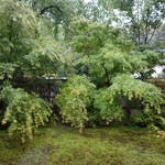 無碍山房 サロン・ド・ムゲ - 庭園